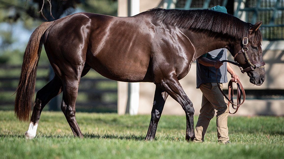 Buy Horse Medicines Online From Australia, Mexico, Italy, Netherland & More