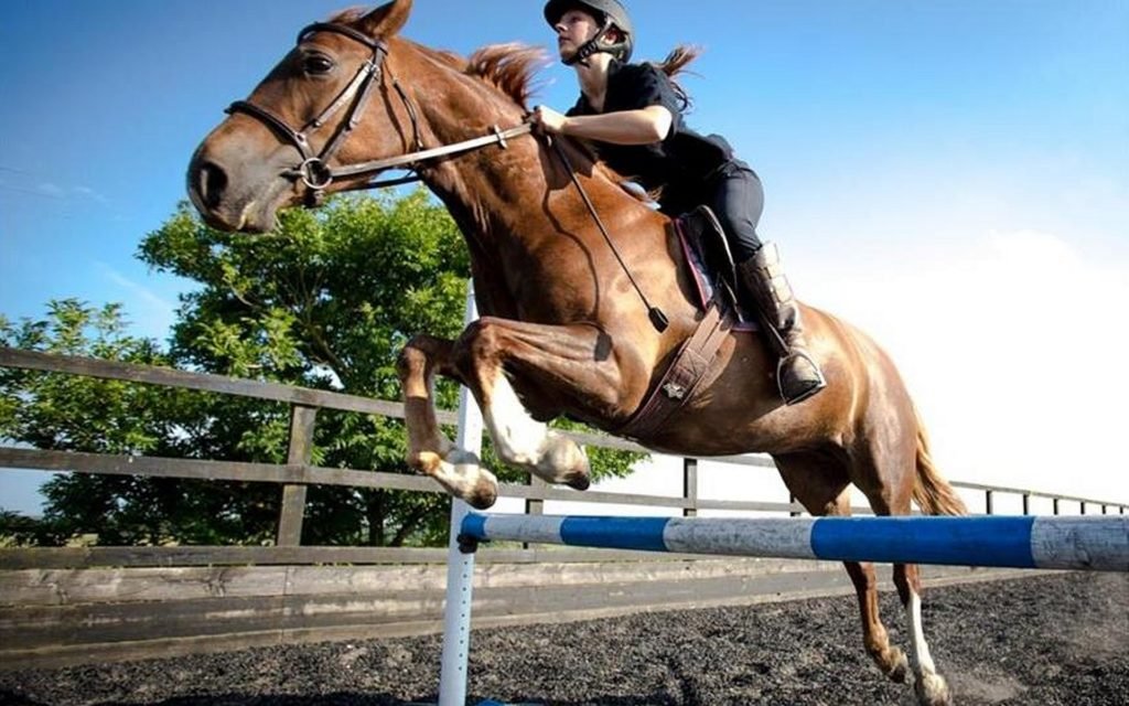 Buy Horse Medicines Online From Australia, Mexico, Italy, Netherland & More